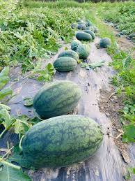 thu hoach dưa hấu