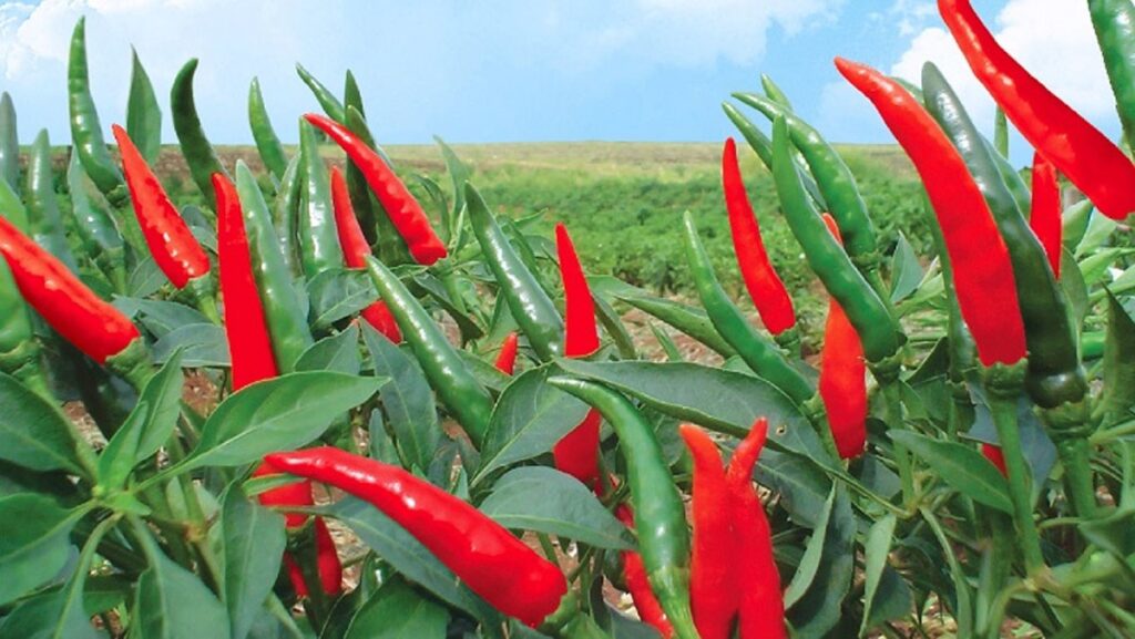 ớt chỉ thiên