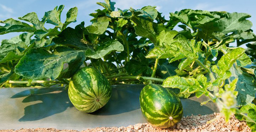 chăm sóc dưa hấu