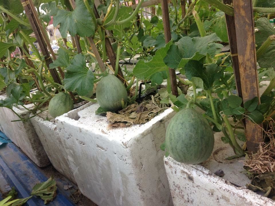 dưa hấu trong thùng xốp