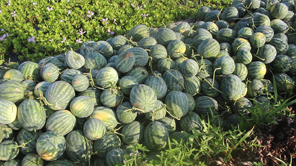 thu hoạch dưa hấu